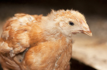Chicken . Poultry farm