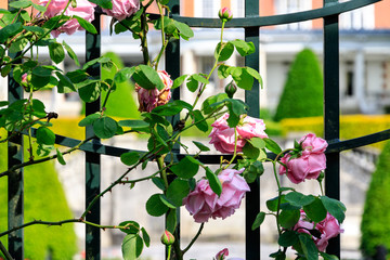 Pink Roses Growing on the Fence