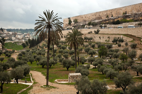 Olive garden near the walls of Old City in Jerusalem, Israel