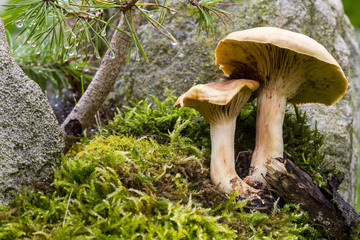 Mushrooms on moss in deep forest