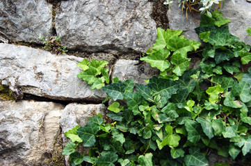 Fragment of a stone wall with ivy