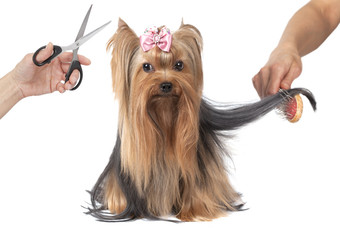 Yorkshire terrier dog grooming