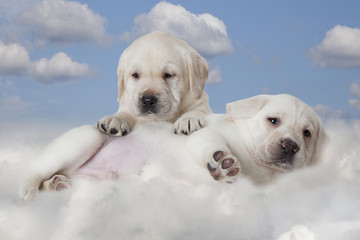 Labrador puppies lying on a cloud