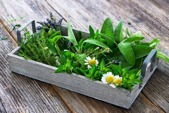 Fresh herbs from garden  on wooden  background