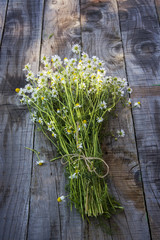 Chamomile flowers