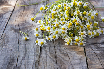 Obraz premium Chamomile flowers