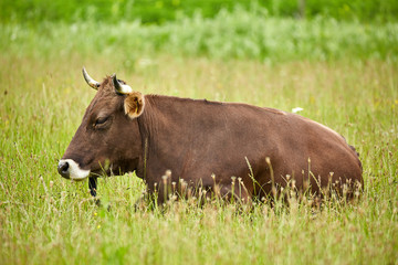 Cow in grass