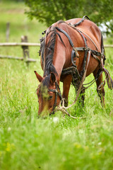 Horse grazing on a pasture