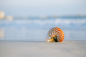 Obraz premium nautilus shell with sea wave, Florida beach under the sun ligh