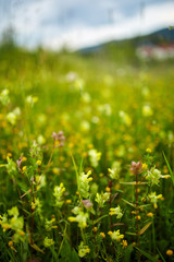 Wild flowers in a field