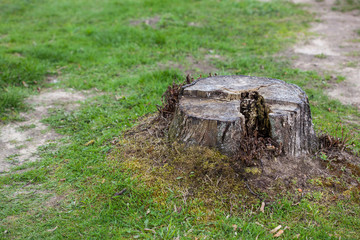 Old tree stump