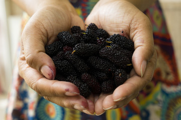 close up fresh black mulberry on hand Note: Shallow depth of fie
