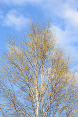 Birch tree at spring.