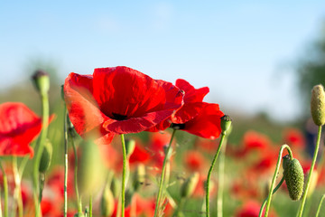 Red poppy flowers on a background of blue sky with white clouds