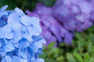 hydrangea