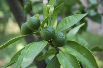 Green fruit of tangerine on the tree branch.