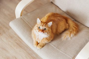 Fototapeta premium Cute ginger cat lying on chair. Fluffy pet comfortably settled to sleep. Cozy home background with funny pet.