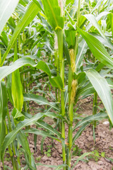 Fototapeta premium corn farm in asia