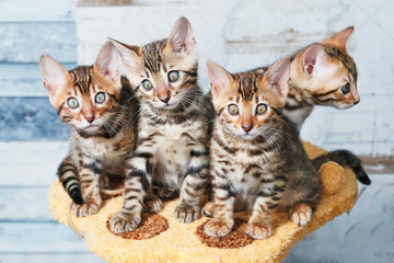 Four adorable  brown spotted bengal kittens sitting on a stand