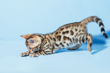 Single playful brown spotted bengal kitten on neutral blue background