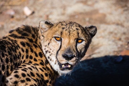  Portrait of the cheetah