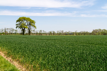 Sussex Farmland