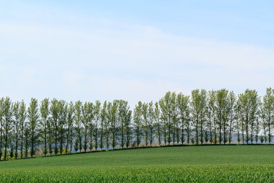 A line of trees