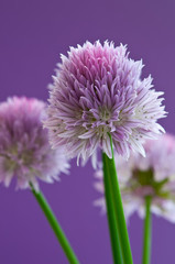Allium flowers on a purple background, selective focus, close up image.