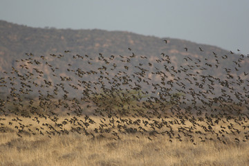 Fototapeta na wymiar Kenia: Vogelschwarm im Samburu Nationalpark