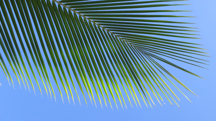 Leaf of a coco palm and cloudless, blue sky. Barra, Inhambane, Mozambique, Southern Africa