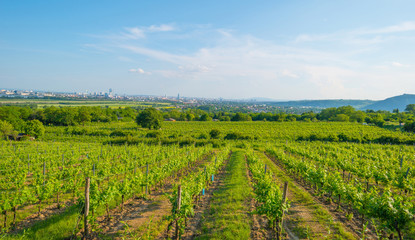 Fototapeta na wymiar Landscape of vineyards in Vienna