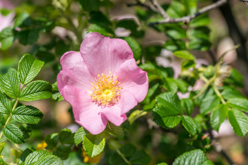 ピンクのハマナス