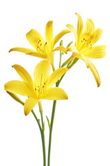 Flower yellow lily