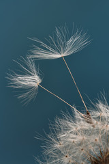 Macro dandelion seeds