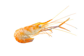 Grilled shrimp isolated