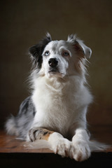 Fototapeta premium Australian Shepherd