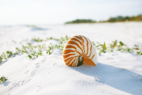nautilus shell on white Florida beach sand under the sun light