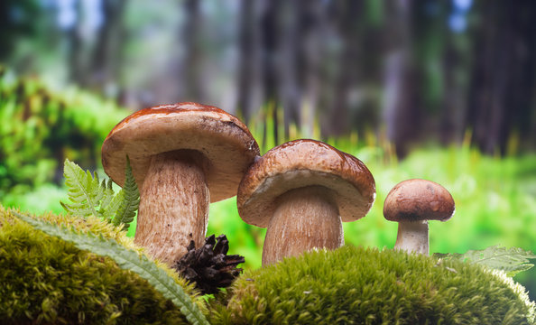 closeup of forest mushrooms