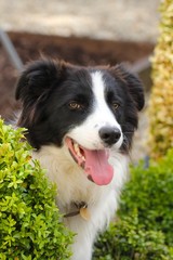 border collie