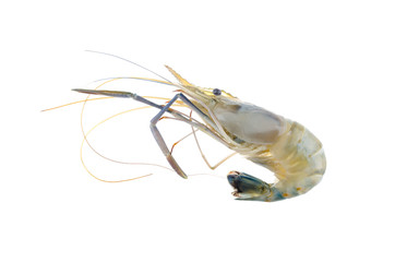 Raw shrimp isolated