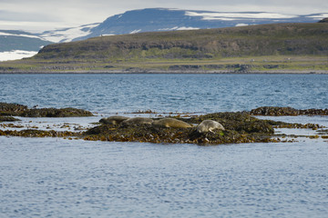 Seals resting on seaweeds at Westfjords peninsula, Vigur Island,