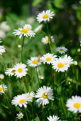 Fototapeta premium white chamomile flowers