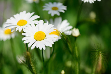 Obraz premium white chamomile flowers