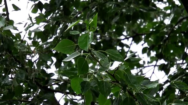 Poplar leaves in the rain