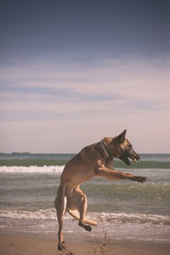 Malinois dog playing at the beach