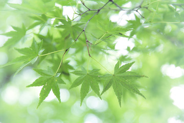 Fototapeta na wymiar Green maple leaves , Maple tree background in Japan