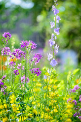different colors flowers background