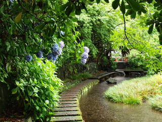紫陽花が咲く雨の日のせせらぎ