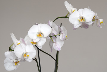 White Phalaenopsis orchid