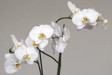 Schilderijen op glas White Phalaenopsis orchid © mar111